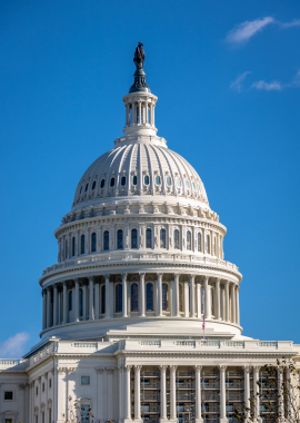 Bougainvilleas on Lombard Street,  San Francisco, Tokyo